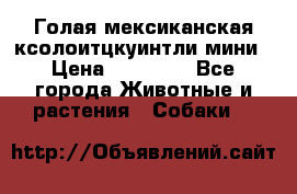 Голая мексиканская ксолоитцкуинтли мини › Цена ­ 20 000 - Все города Животные и растения » Собаки   